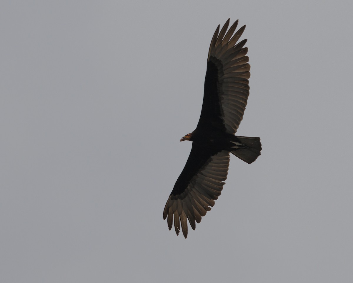 Greater Yellow-headed Vulture - ML643609382