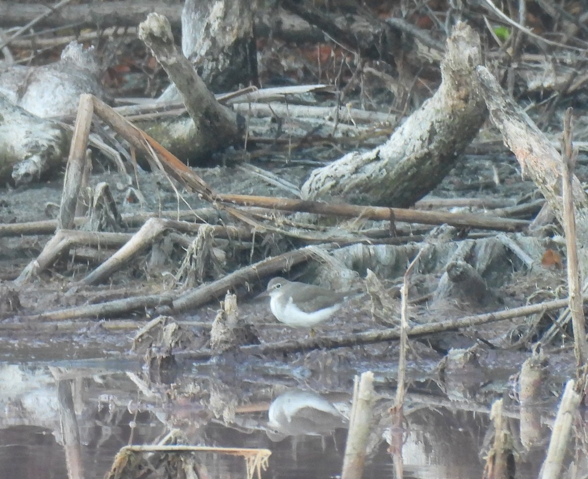 flekksnipe - ML643609396