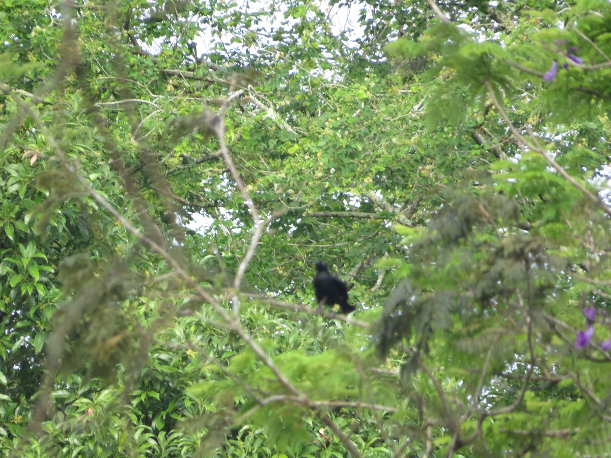 Carib Grackle - ML643609408