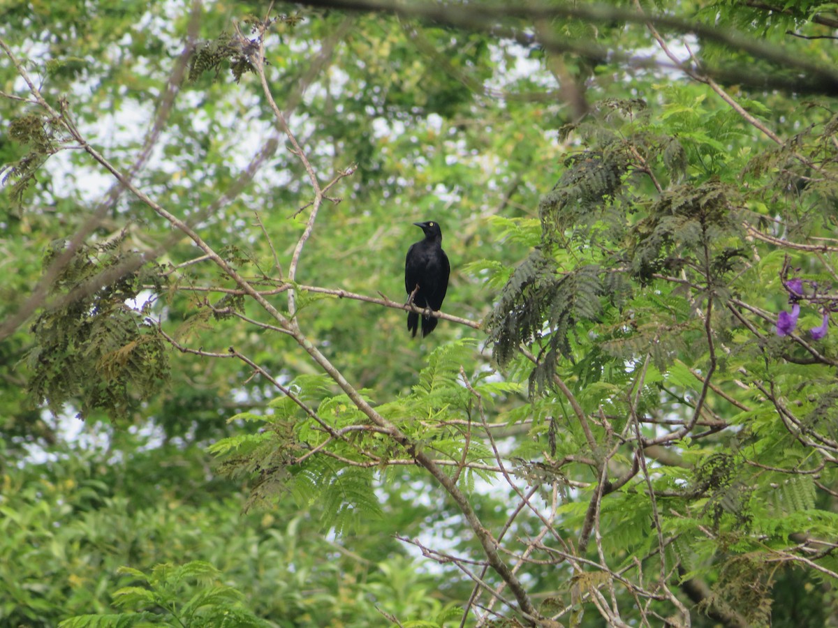 Carib Grackle - ML643609409