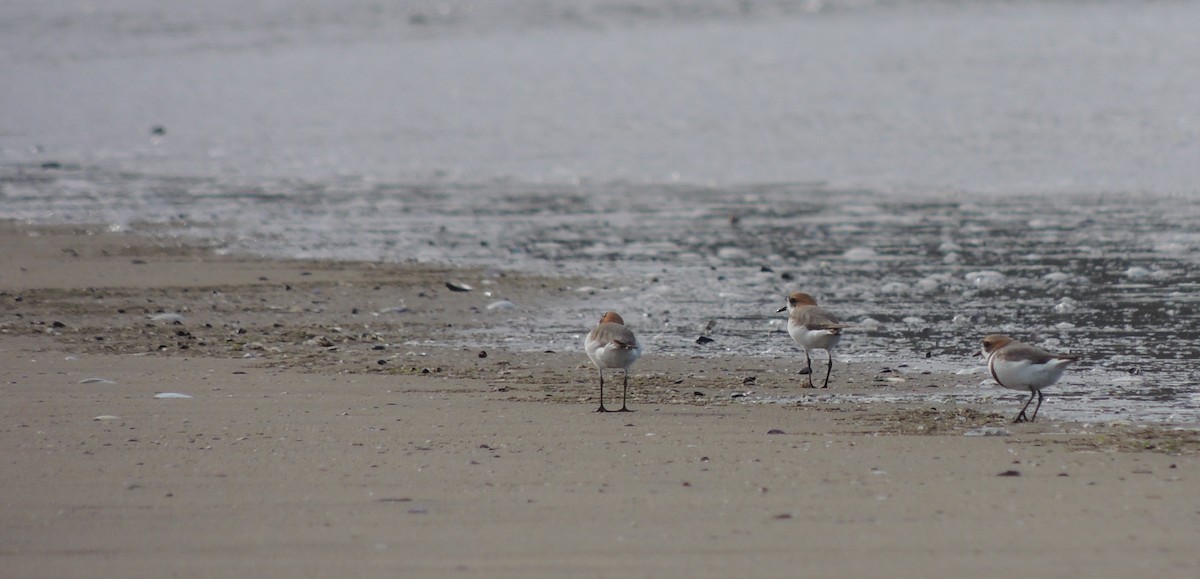 Two-banded Plover - ML643609419