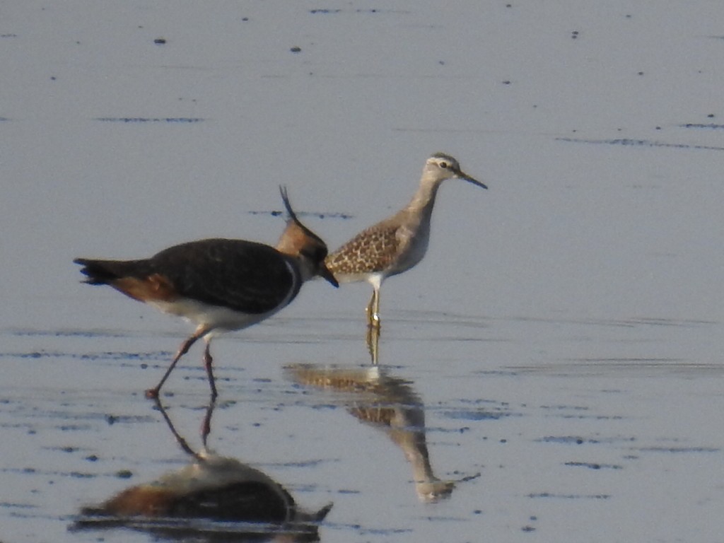 Wood Sandpiper - ML643609452