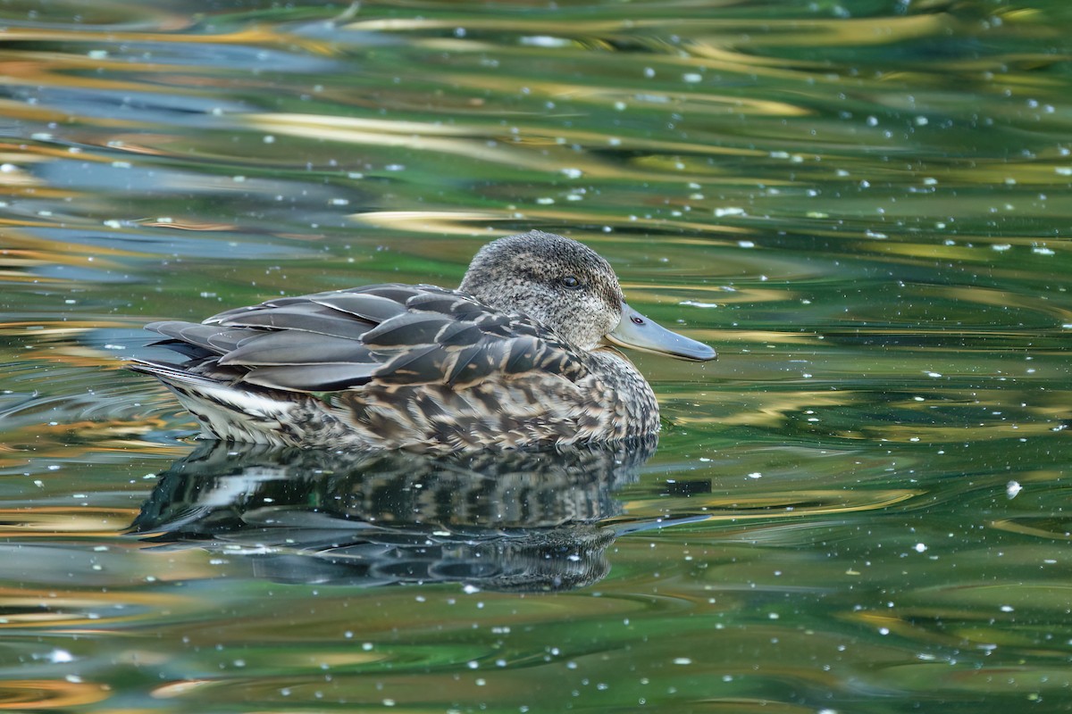 Green-winged Teal - ML643609480