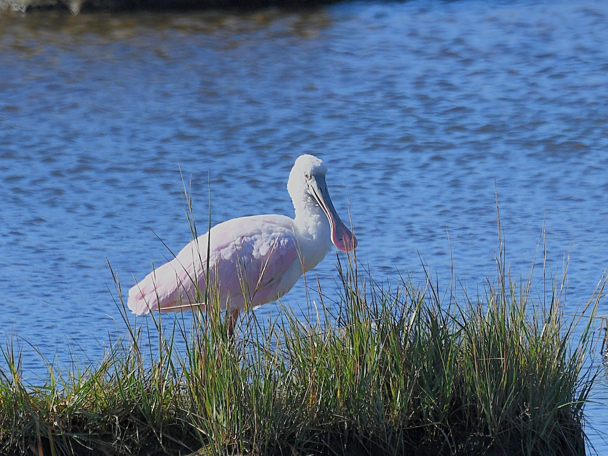 Roseate Spoonbill - ML643609481