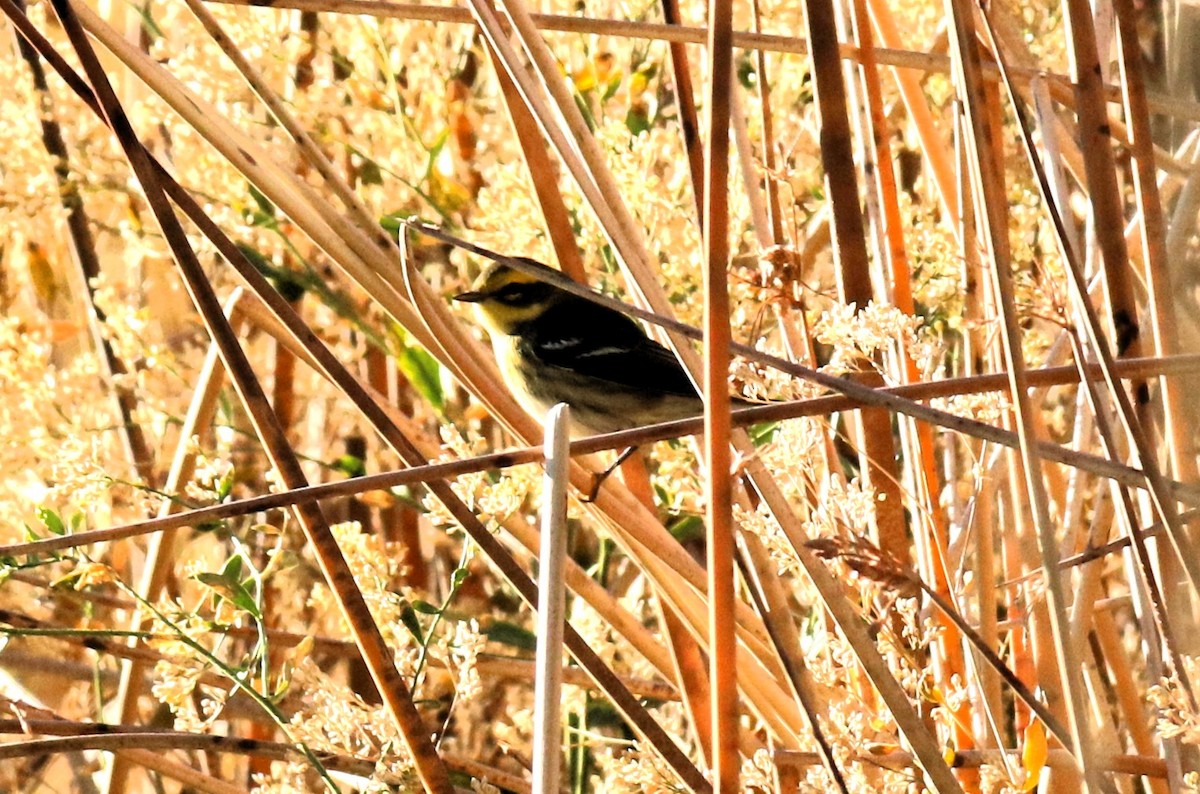 Townsend's Warbler - ML643609483