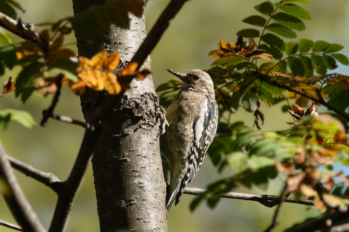 Yellow-bellied Sapsucker - ML643609489