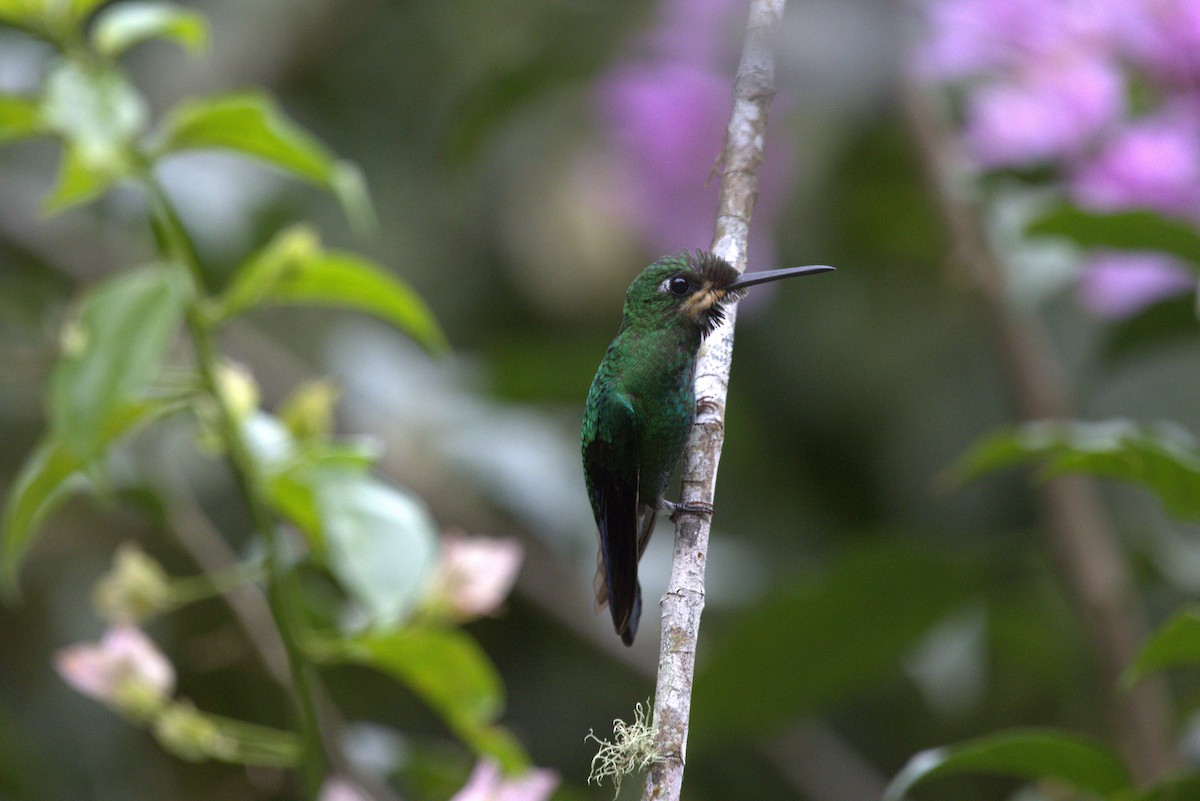 Green-crowned Brilliant - ML643609492