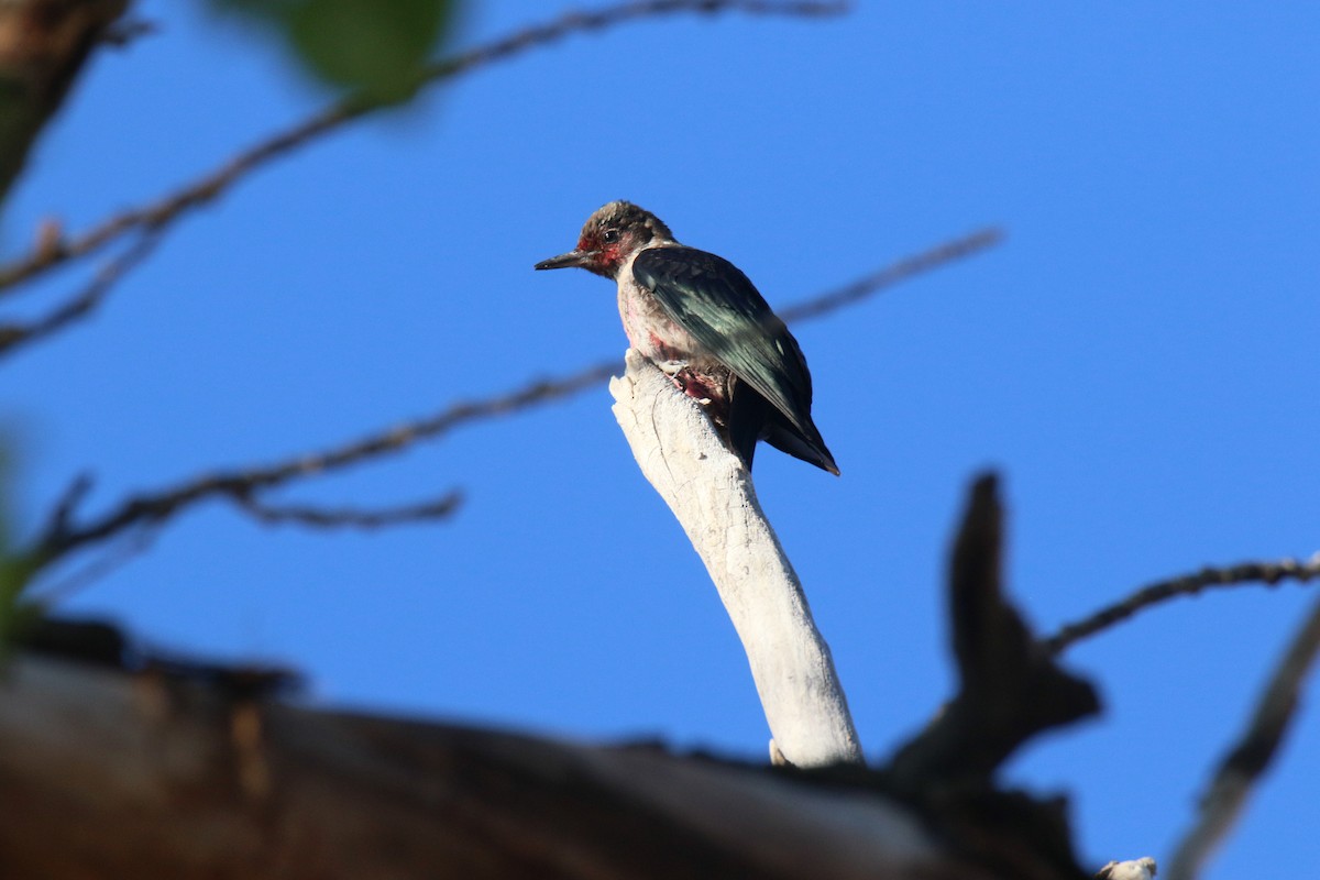 Lewis's Woodpecker - ML643609495