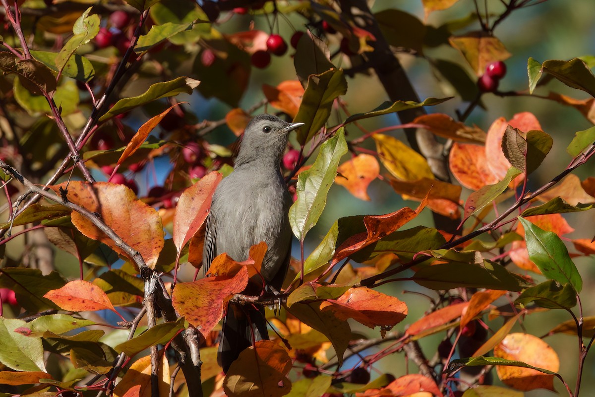 Gray Catbird - ML643609498