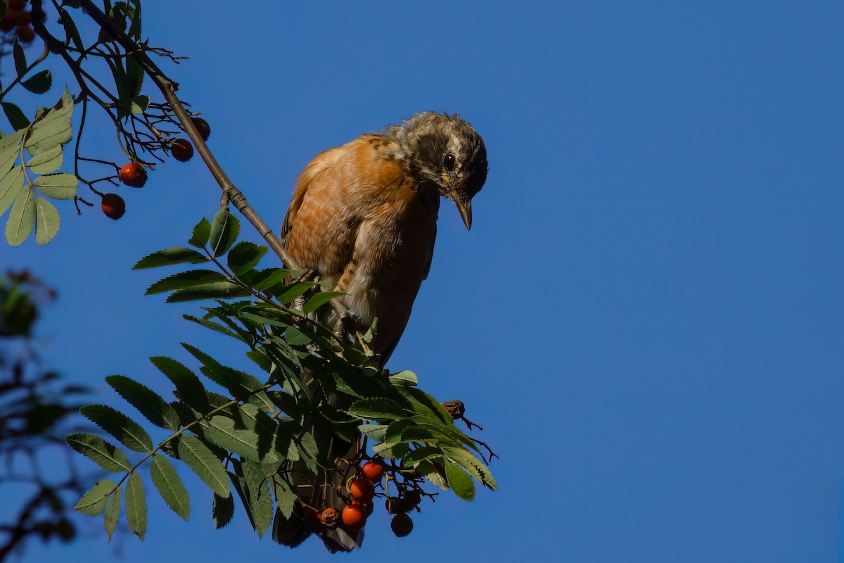 American Robin - ML643609513