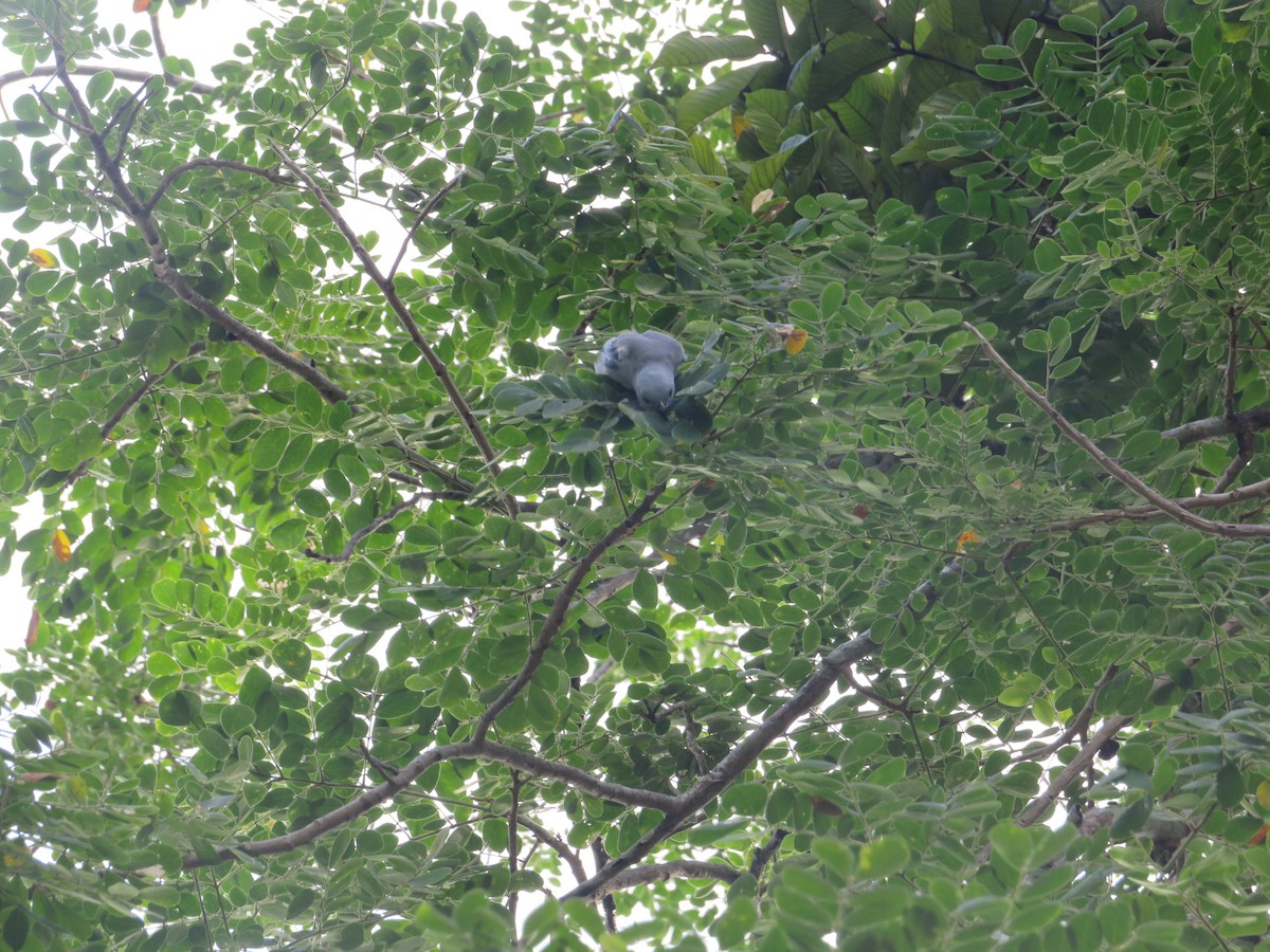 Blue-gray Tanager - ML643609515