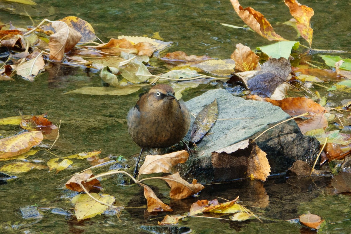 Rusty Blackbird - ML643609519