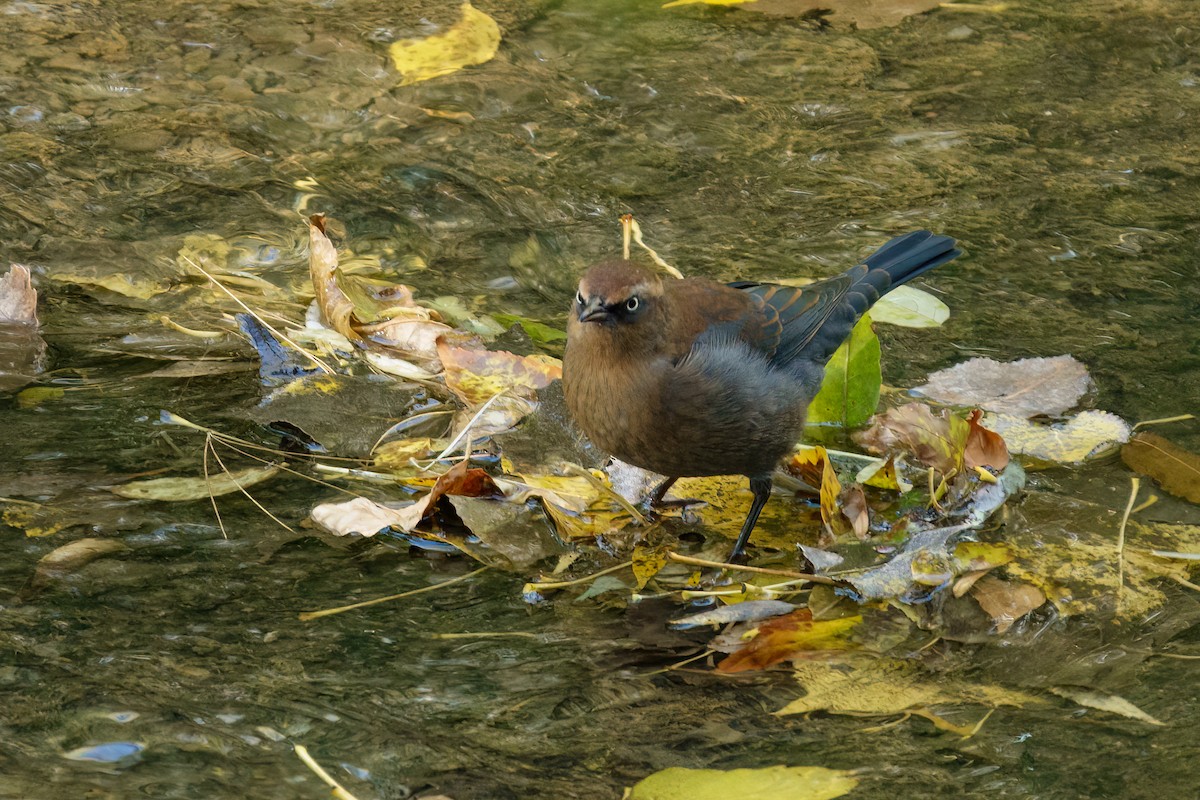 Rusty Blackbird - ML643609520