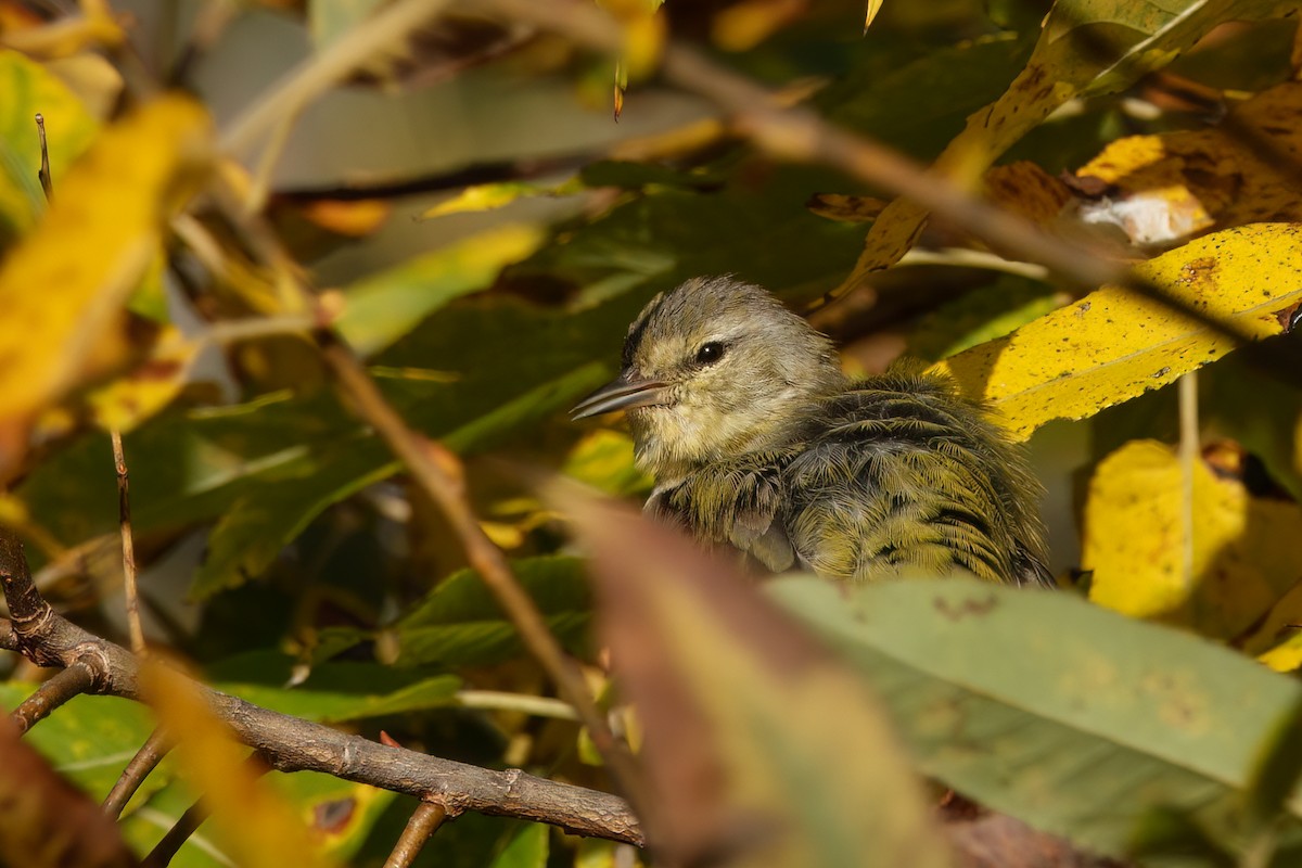 Tennessee Warbler - ML643609525