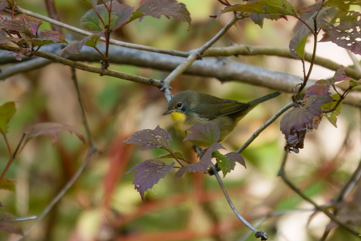 Common Yellowthroat - ML643609529