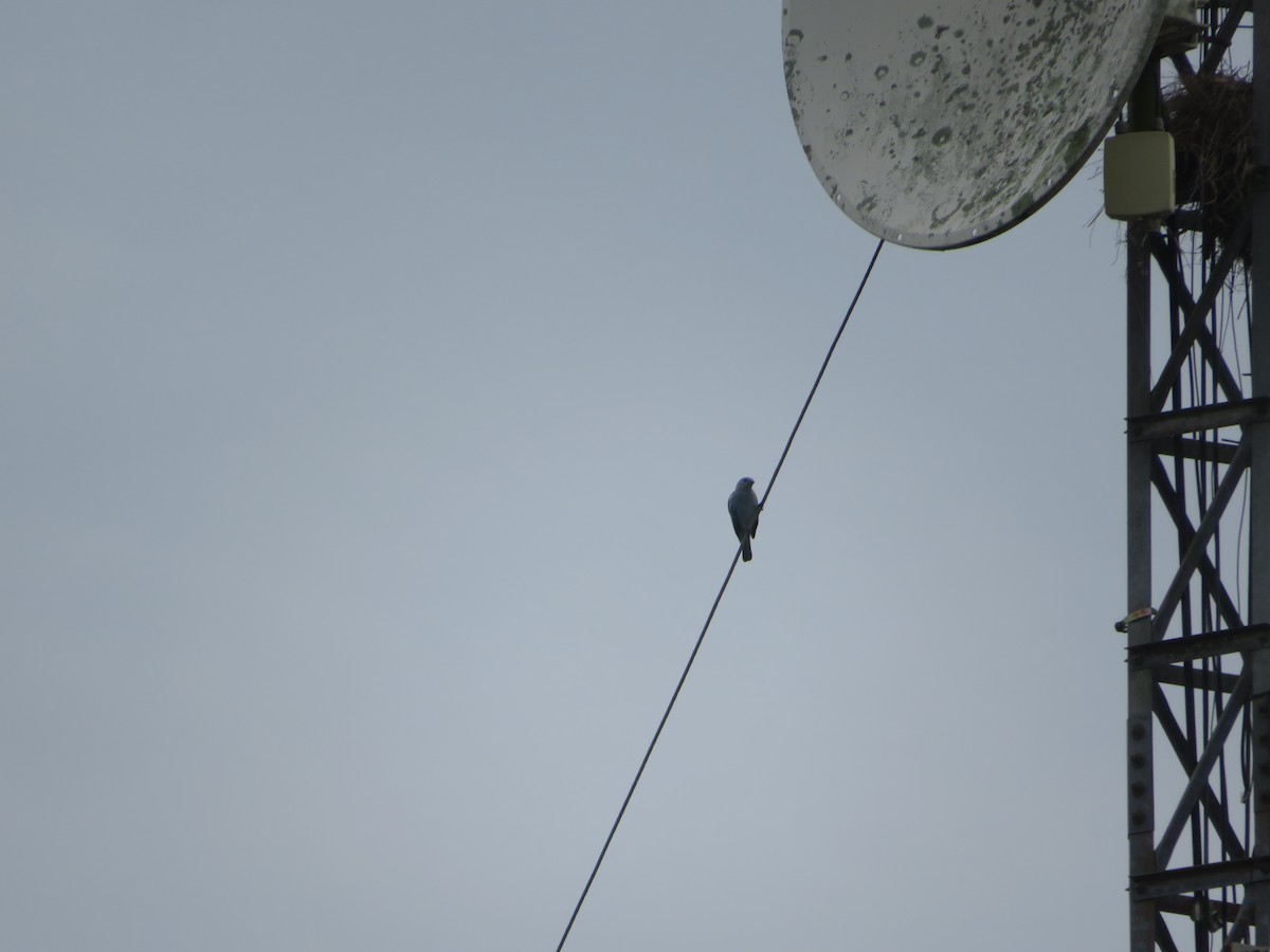 Blue-gray Tanager - ML643609534