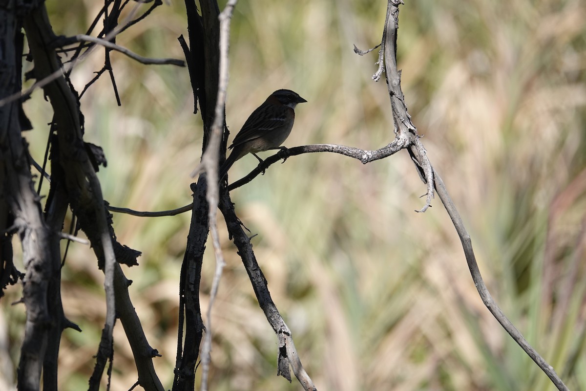 Rufous-collared Sparrow - ML643609540