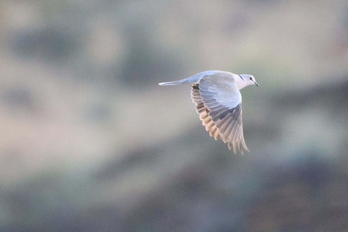 Ring-necked Dove - ML643609552
