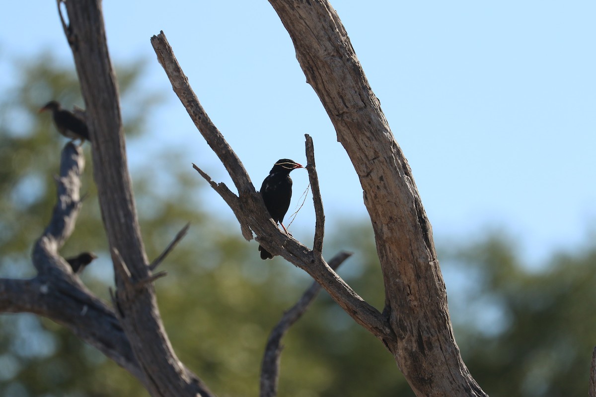 Red-billed Buffalo-Weaver - ML643609554