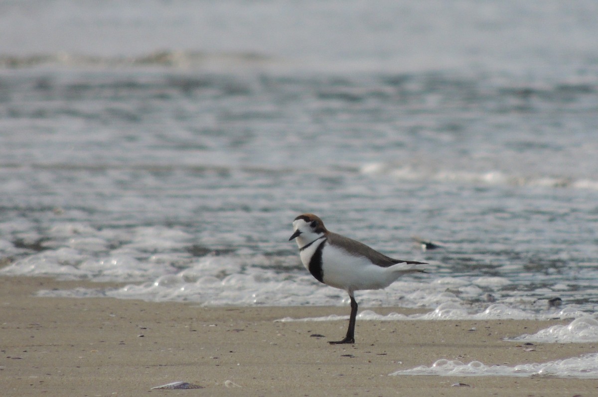 Two-banded Plover - ML643609560