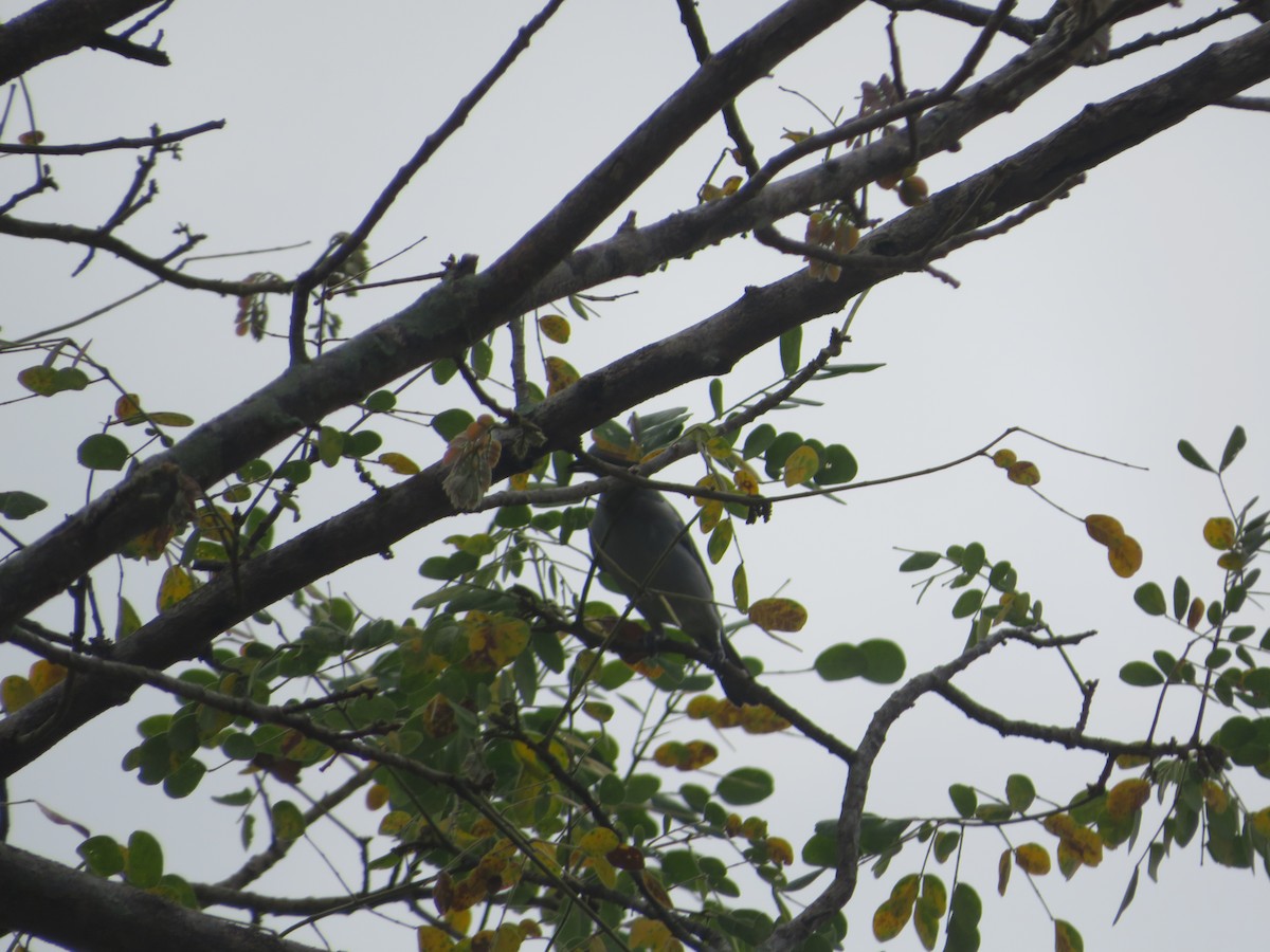 Blue-gray Tanager - ML643609565