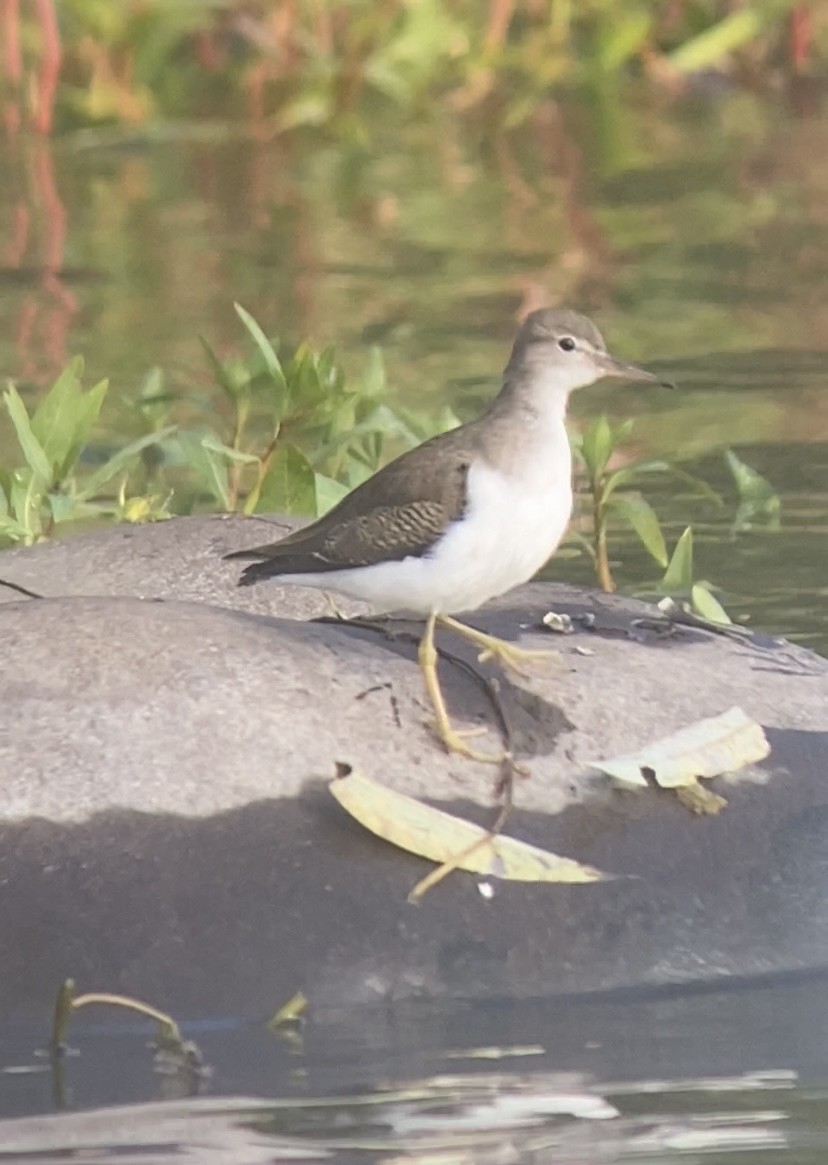 flekksnipe - ML643609578