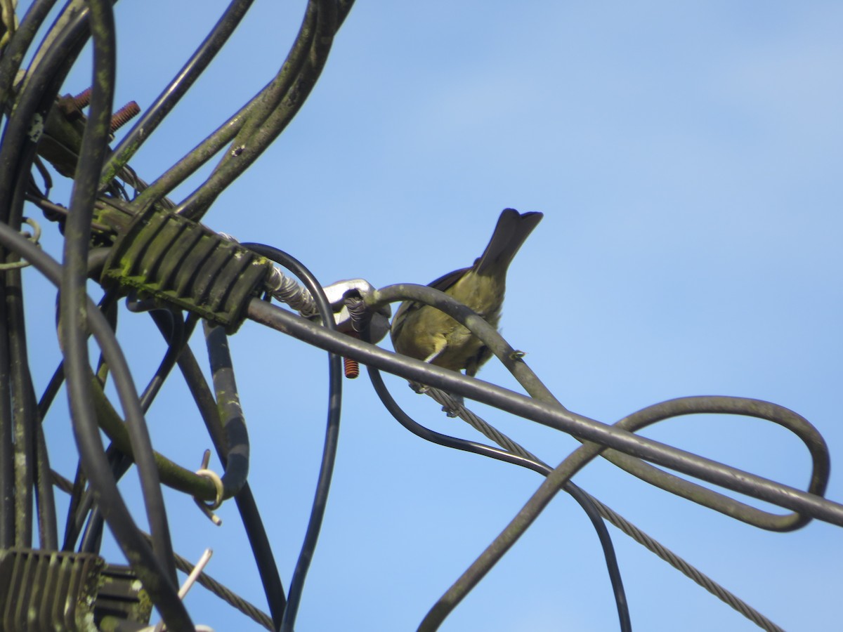 Palm Tanager - ML643609581