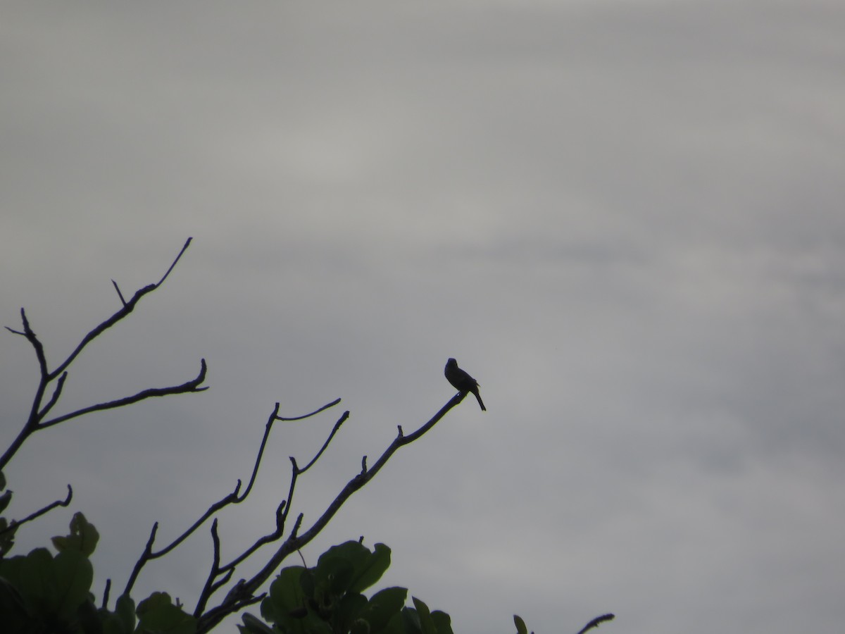 Palm Tanager - ML643609639