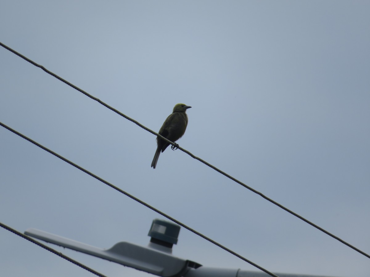 Palm Tanager - ML643609640