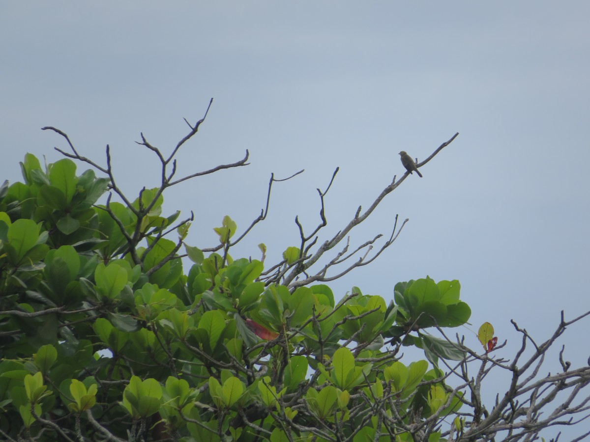 Palm Tanager - ML643609641