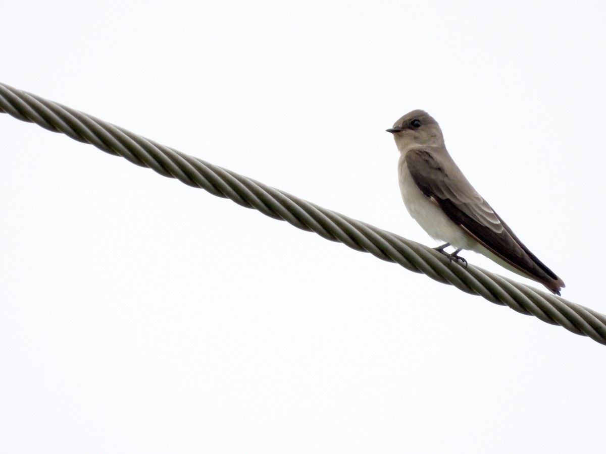 Northern Rough-winged Swallow - ML643609657