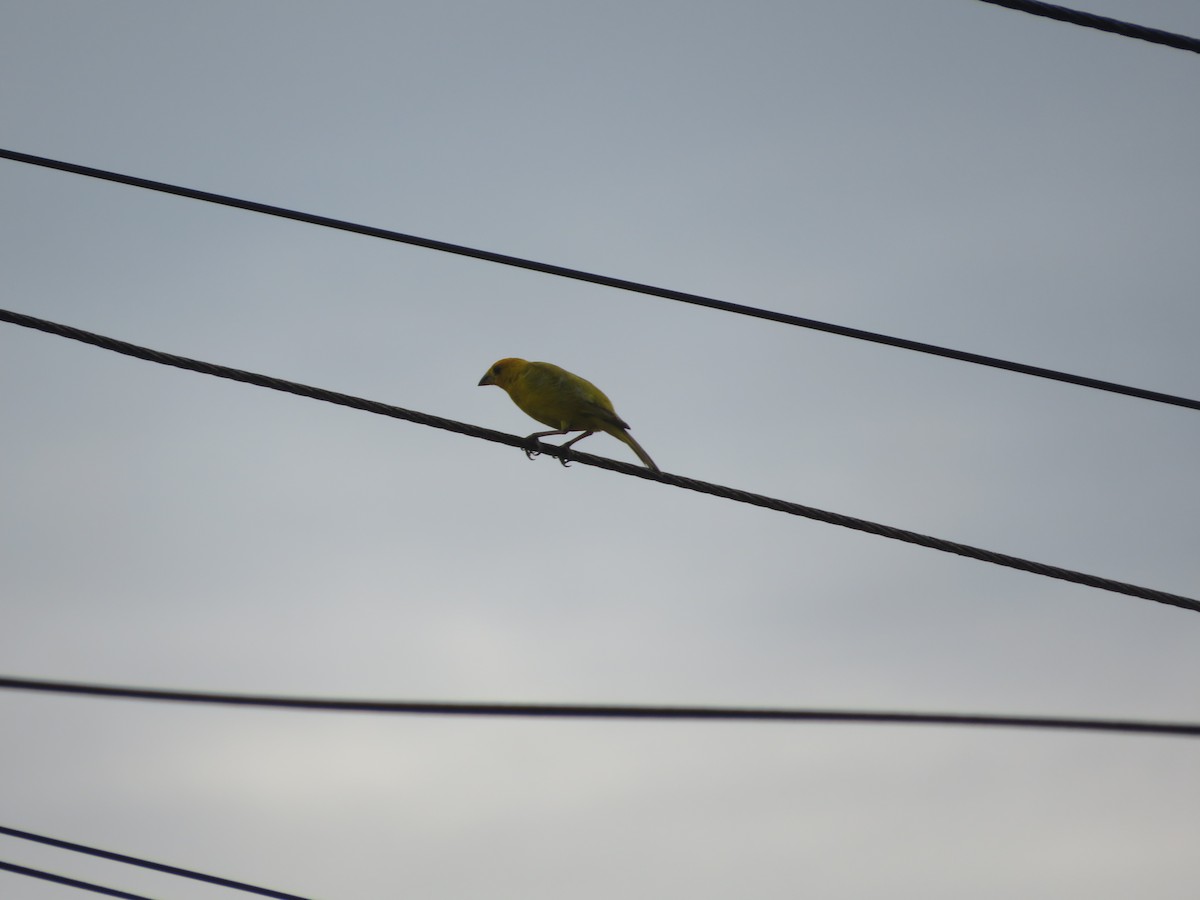 Saffron Finch - ML643609699