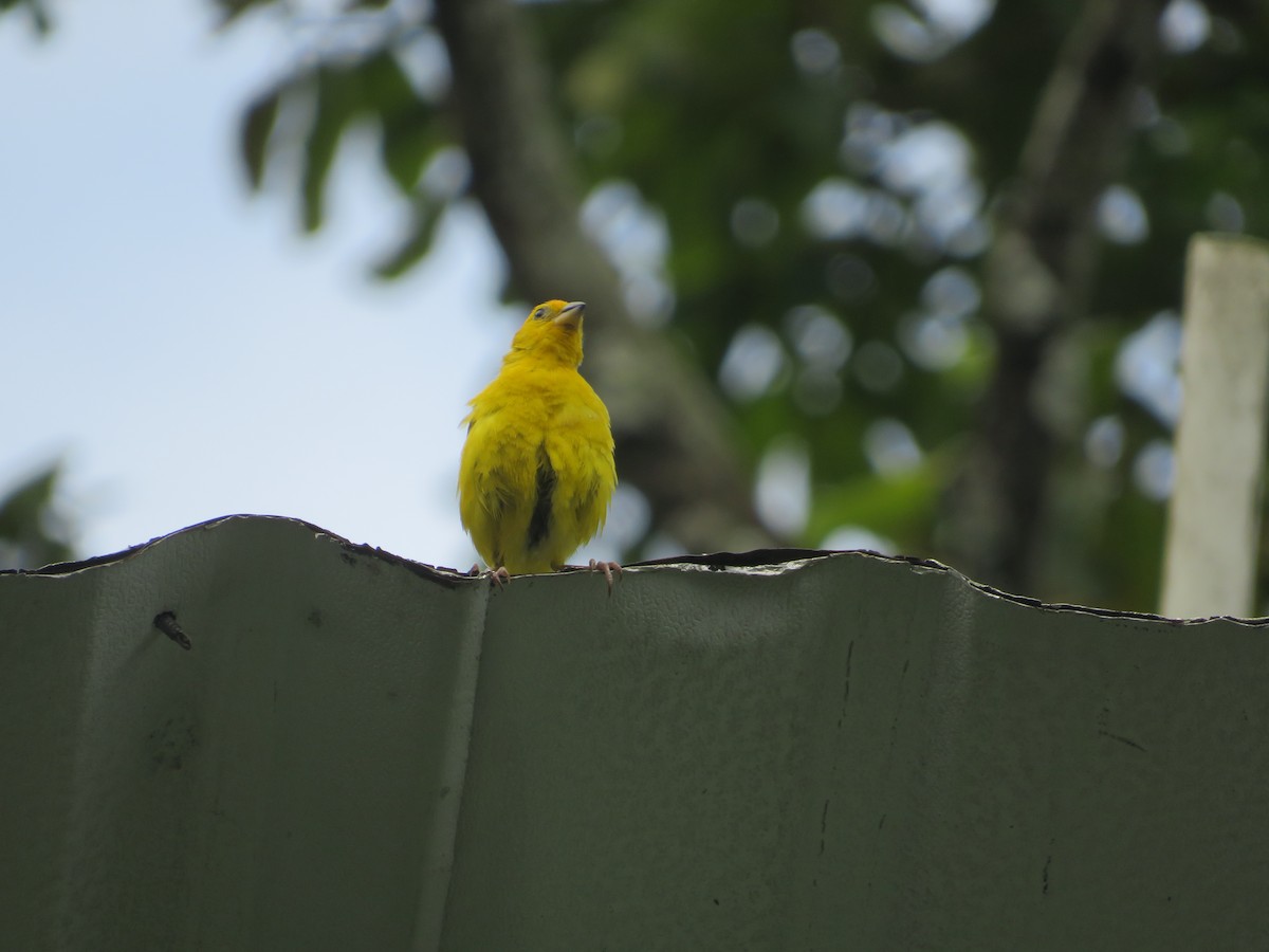 Saffron Finch - ML643609701