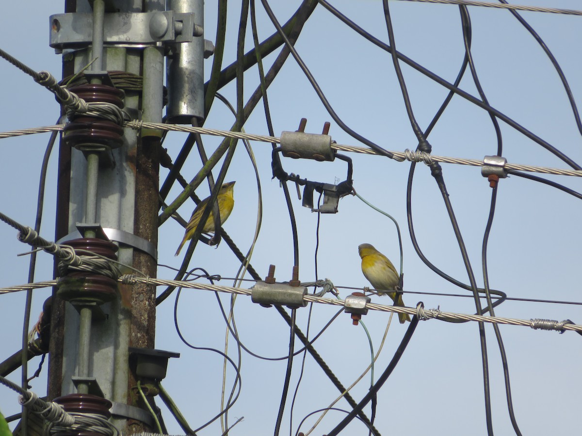 Saffron Finch - ML643609702