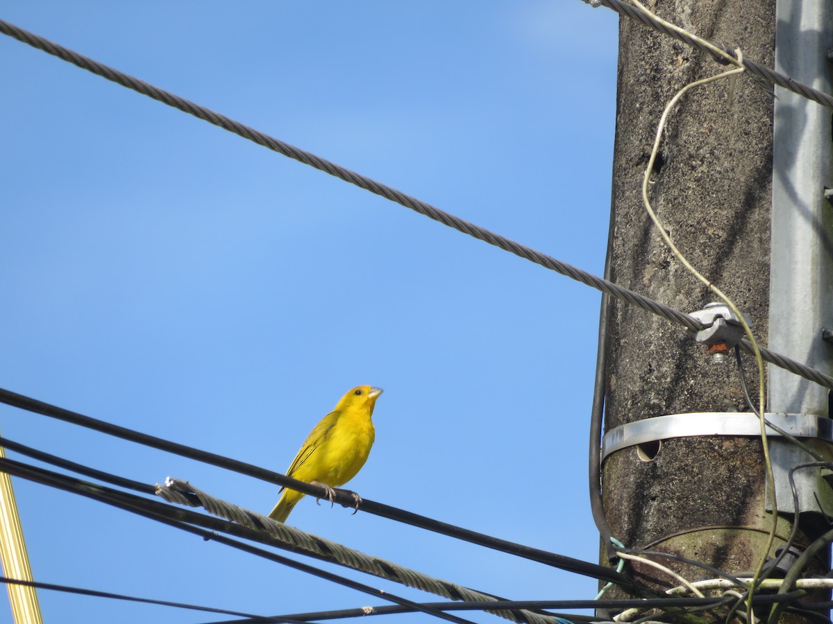 Saffron Finch - ML643609703