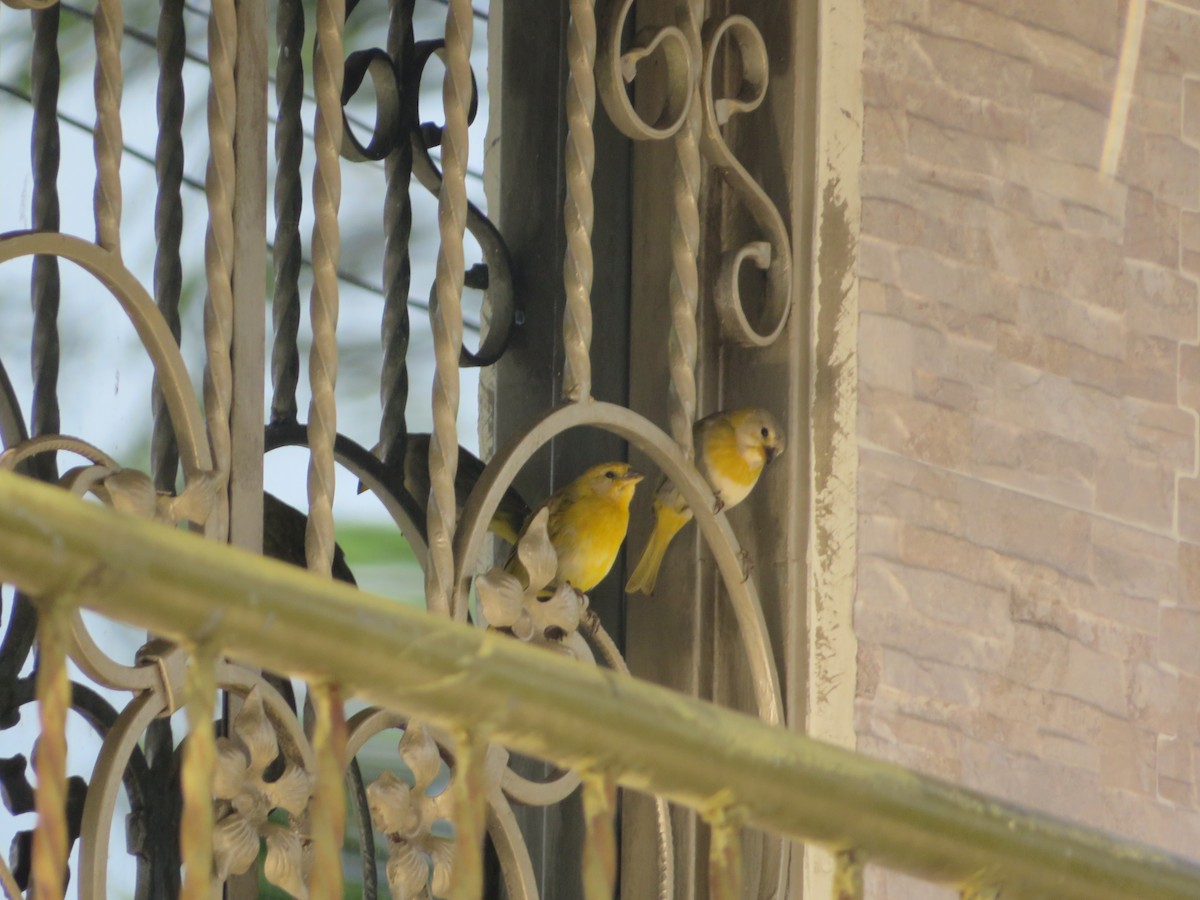 Saffron Finch - ML643609704