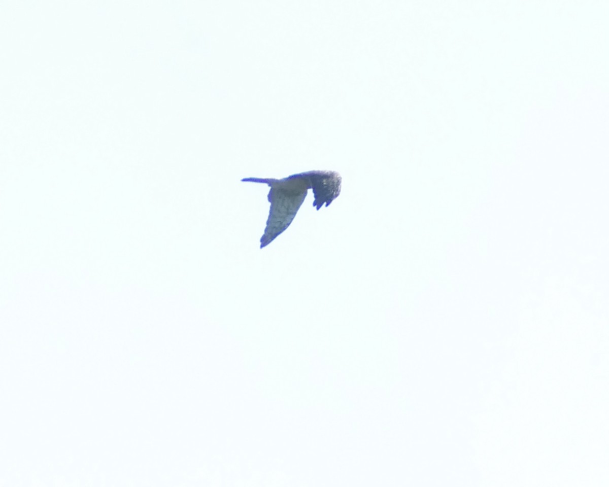 mørkmyrhauk - ML643609718