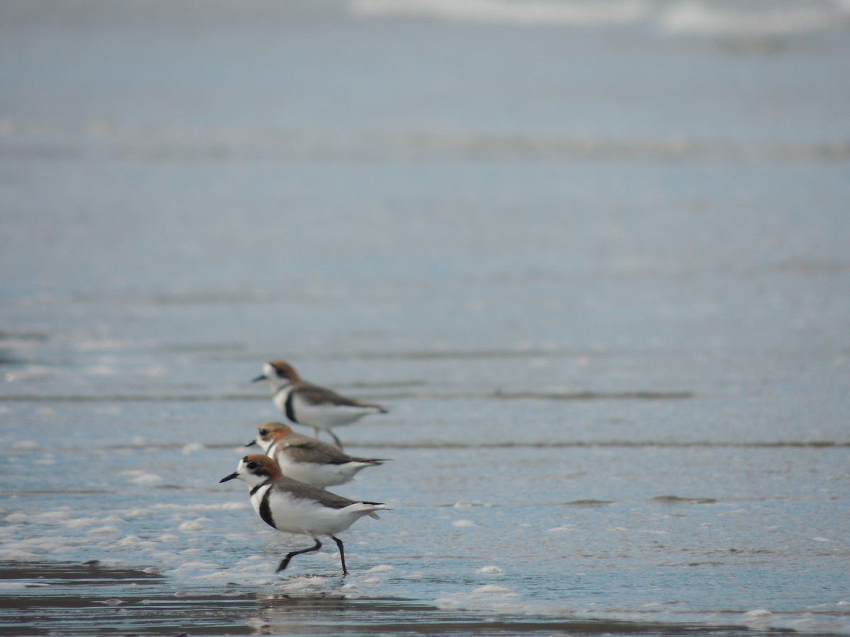 Two-banded Plover - ML643609737