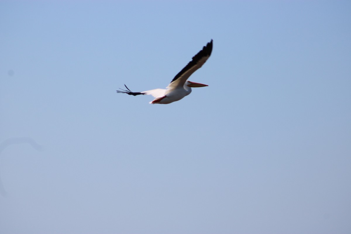 American White Pelican - ML643609749
