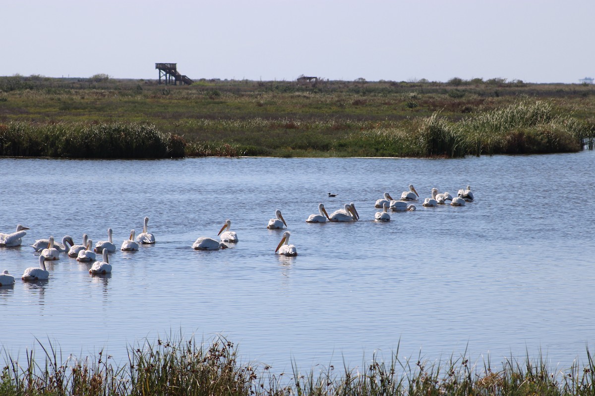 American White Pelican - ML643609750