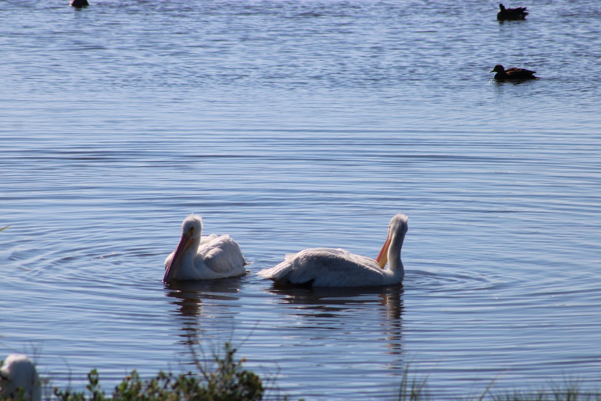 American White Pelican - ML643609751