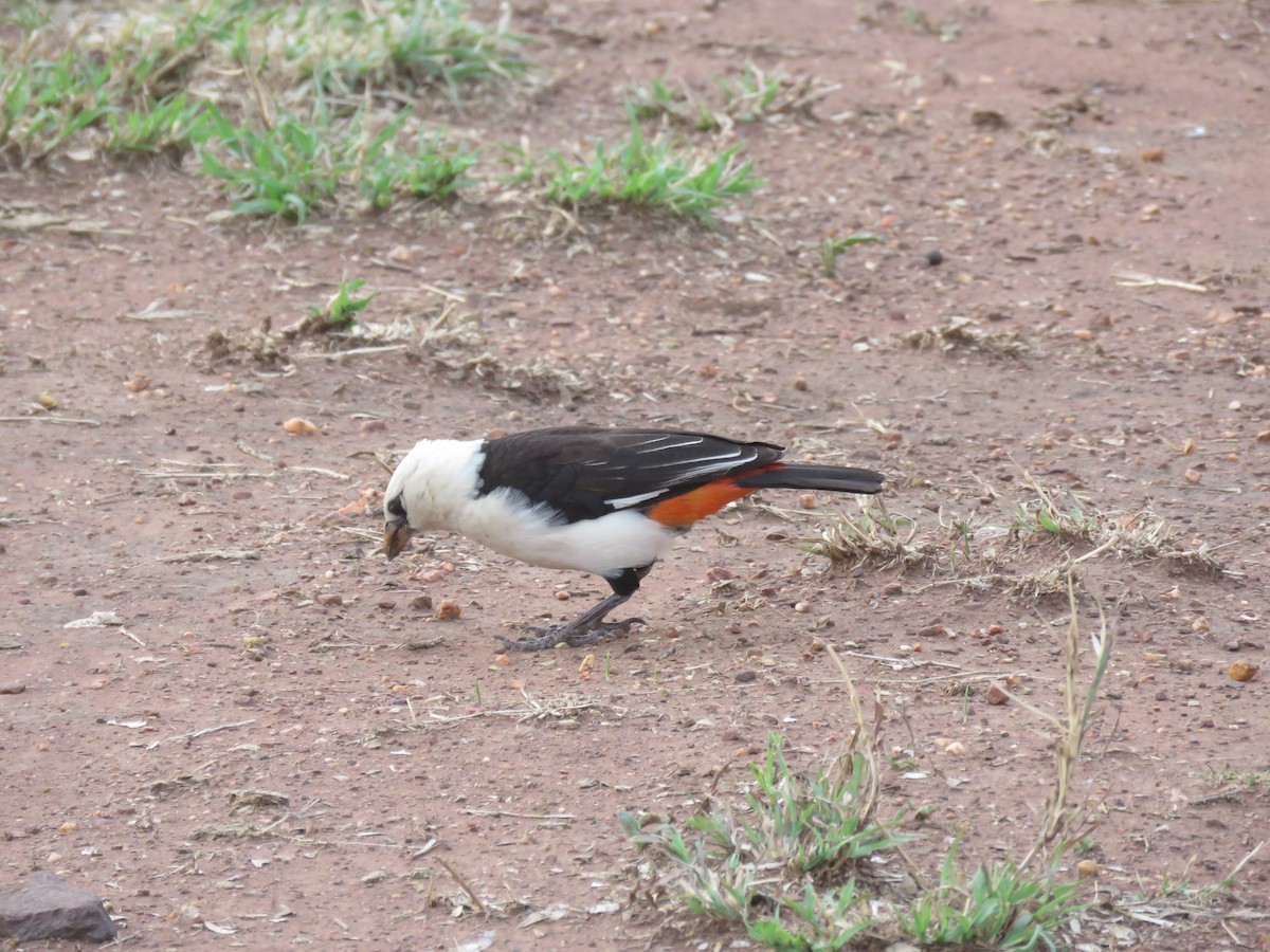 Alecto à tête blanche - ML643609760