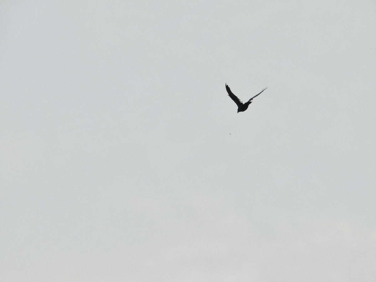 Chihuahuan Raven - ML643609766