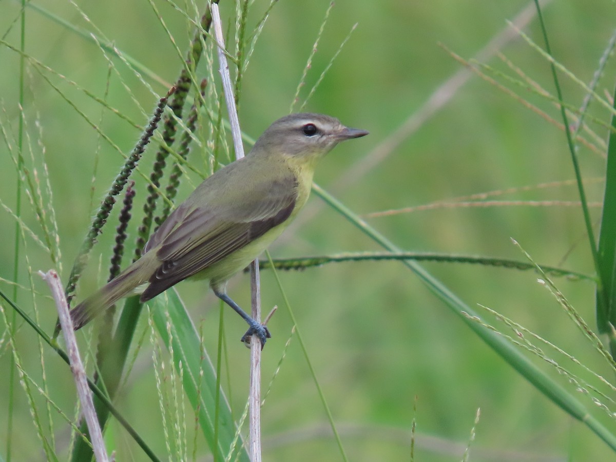 Philadelphia Vireo - ML643609776