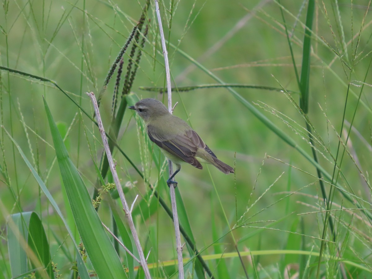 Philadelphia Vireo - ML643609777