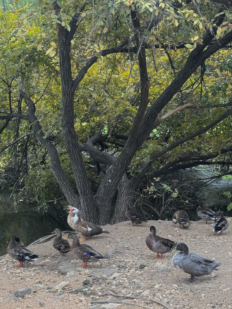 雑種 ノバリケン ｘ マガモ - ML643609807