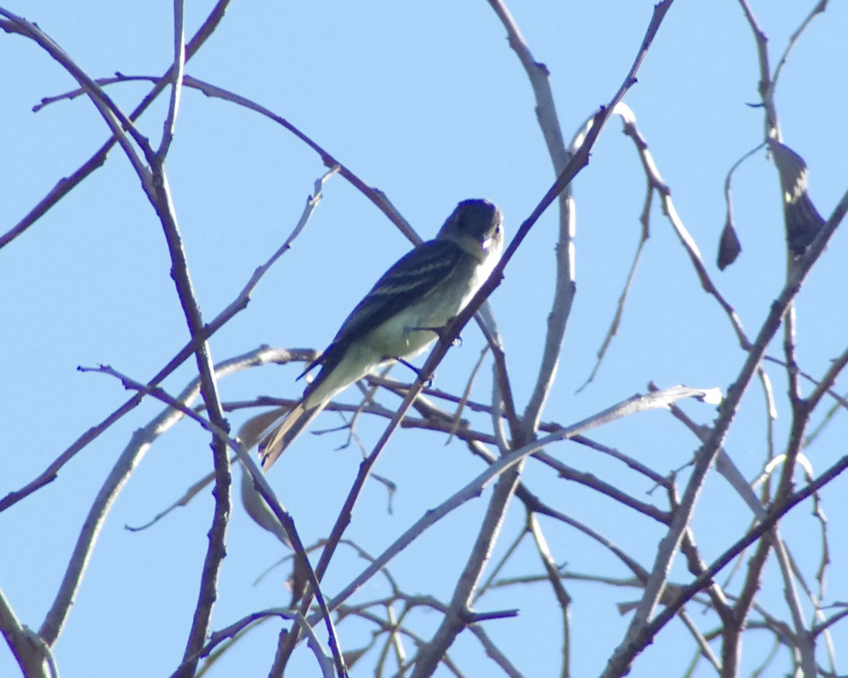 Eastern Wood-Pewee - ML643609817