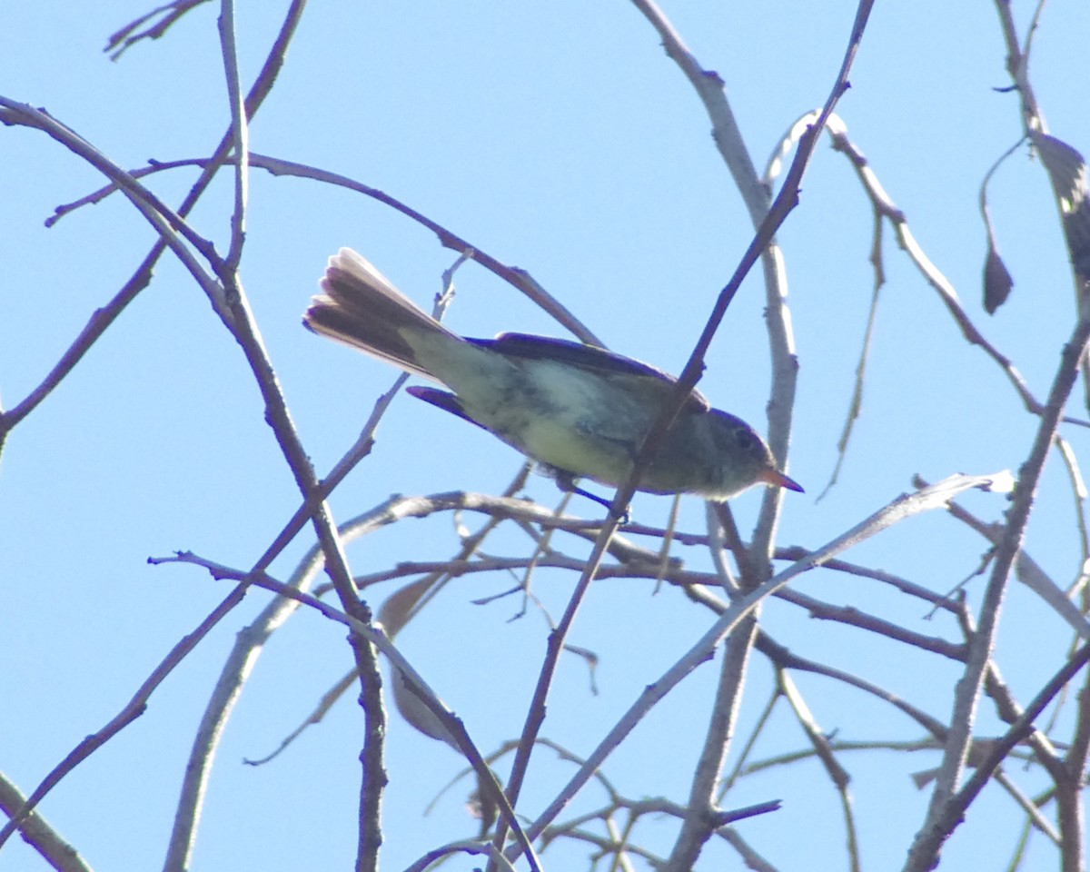 Eastern Wood-Pewee - ML643609818