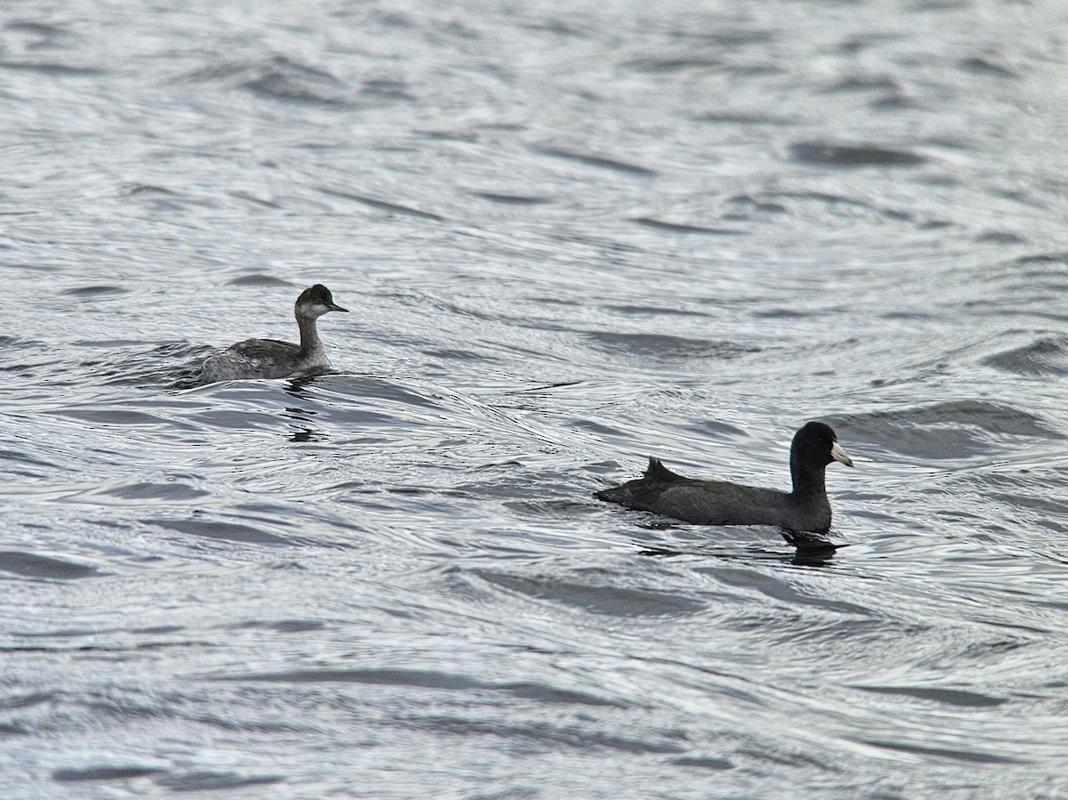 Eared Grebe - ML643609820