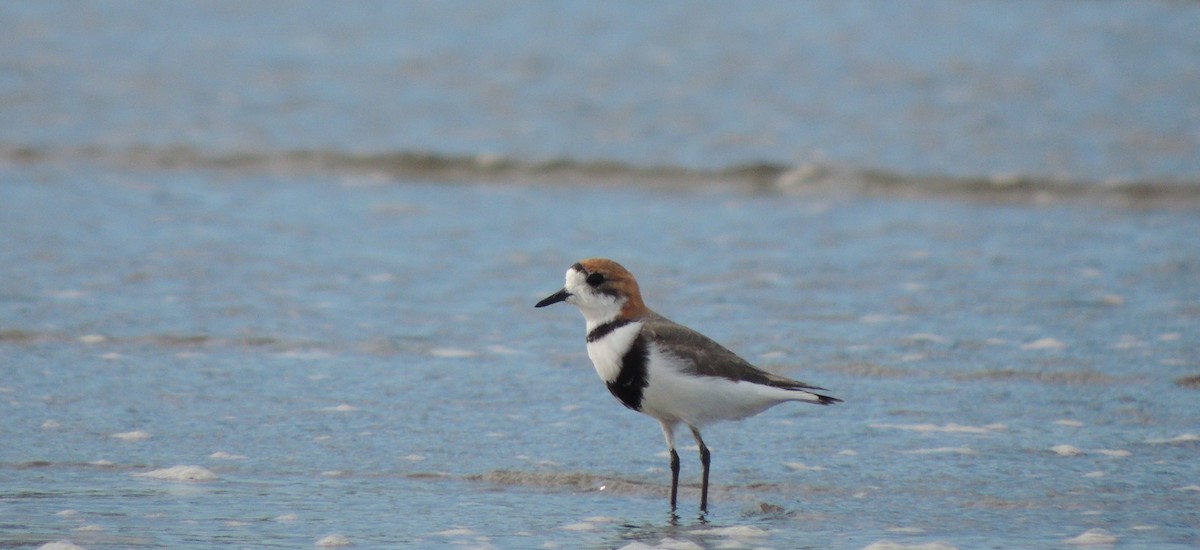 Two-banded Plover - ML643609824